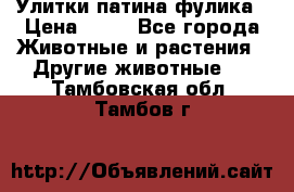 Улитки патина фулика › Цена ­ 10 - Все города Животные и растения » Другие животные   . Тамбовская обл.,Тамбов г.